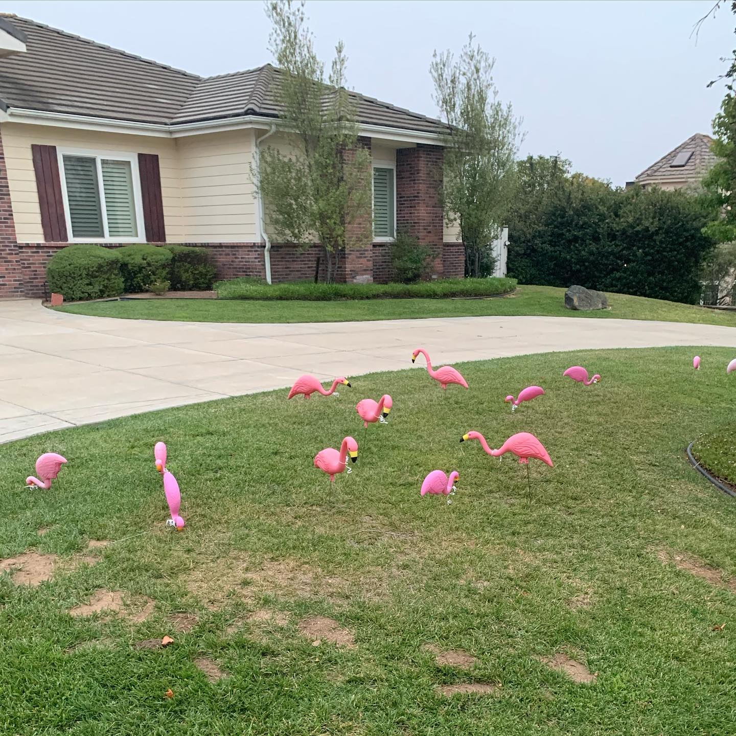 We got flocked last night! 🤔😂 🦩 🦩🦩🦩🦩🦩🦩 I searched the front porch and mailbox for a ransom note, but came up empty handed. 🤷🏼‍♀️ Maybe they just flew in on their own to pick at the bugs in the lawn. 🤔😝 A few of them look more robust and healthy than the others… perhaps one of them is a flock leader I can question. 😎 Short of paying for eradication, does anyone have any tasty bbq bird recipes? 🤷🏼‍♀️🦩🤤😬🫢🤣 #flamingoflocked