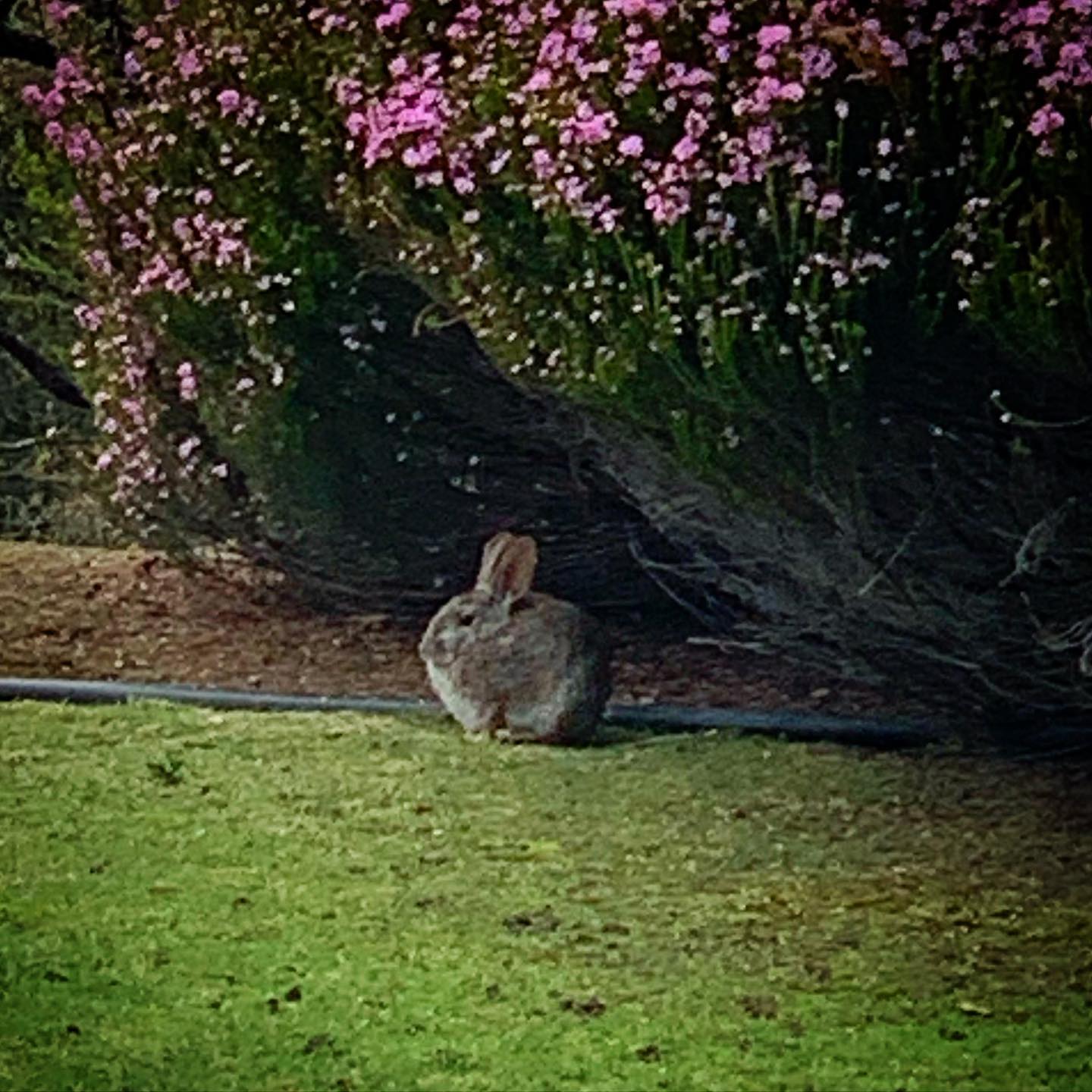 Spring has officially sprung. Mr Buns is left unimpressed and chilly. #bunnyball 😍 #springshowers