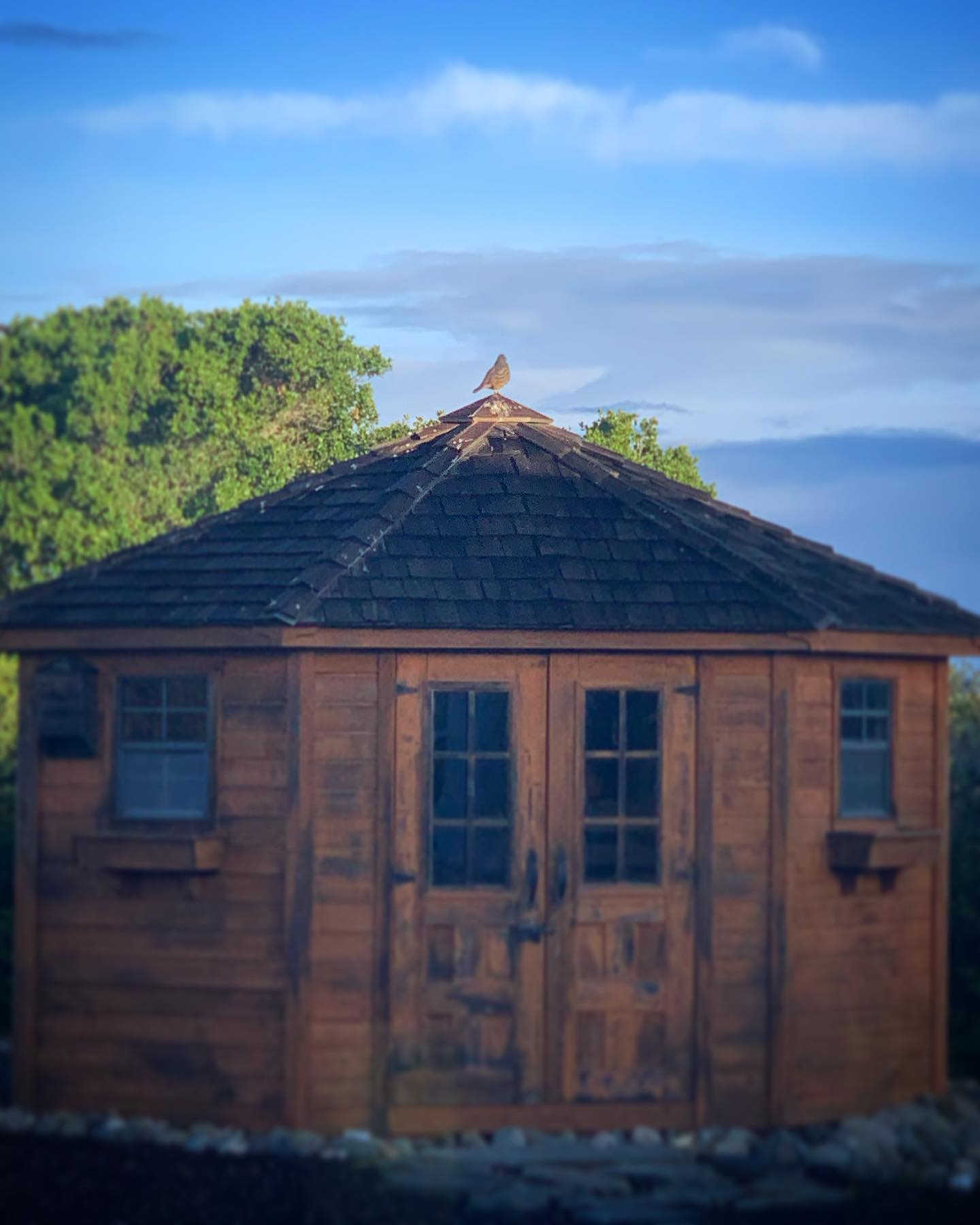 Dude… you are a QUAIL, not a rooster. Yes, the sun is up. You can stop your squawking and come down now. 🙄 #quail #confused #notarooster #sunrise #nature
