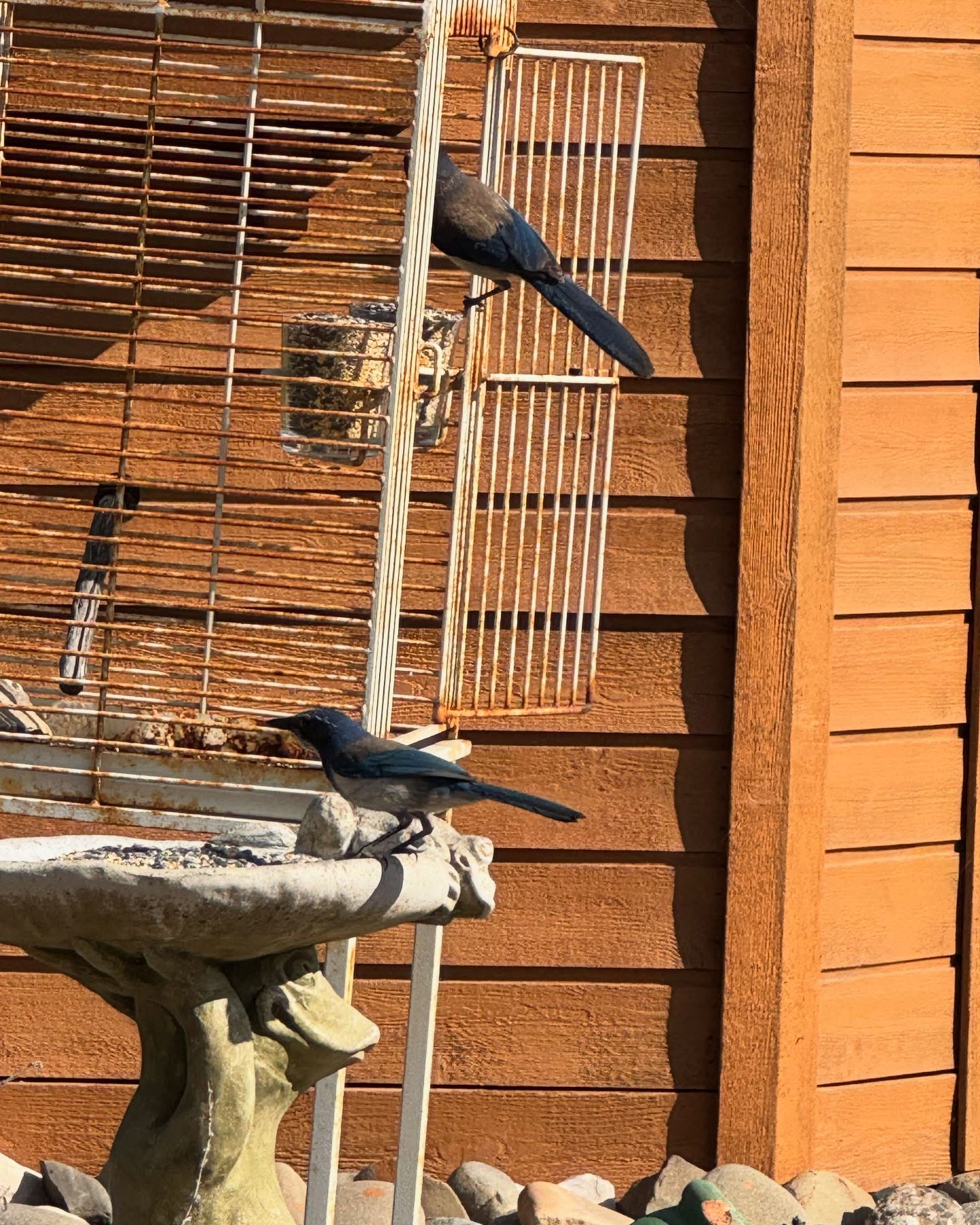Peacefully enjoying morning coffee in my breakfast nook, when one of these scrub jays “knocked” on the window to let me know their feeder has been empty for far too long. I kid you not… this bird clung to a 1/4 inch wide ledge, stared at me, flapped its wings against the window, then flew directly over to the feeder, where it sat squawking until I came out with a bag of seed. 😳 Multiple nests in the shrubs around the yard. I’ve often heard that crows are smart… but my goodness… these scrub jays 🤯