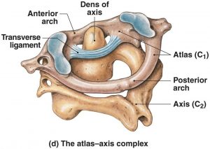 atlasaxiscomplex1317911424176