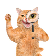 stock-photo-66845611-cat-with-magnifying-glass-and-searching